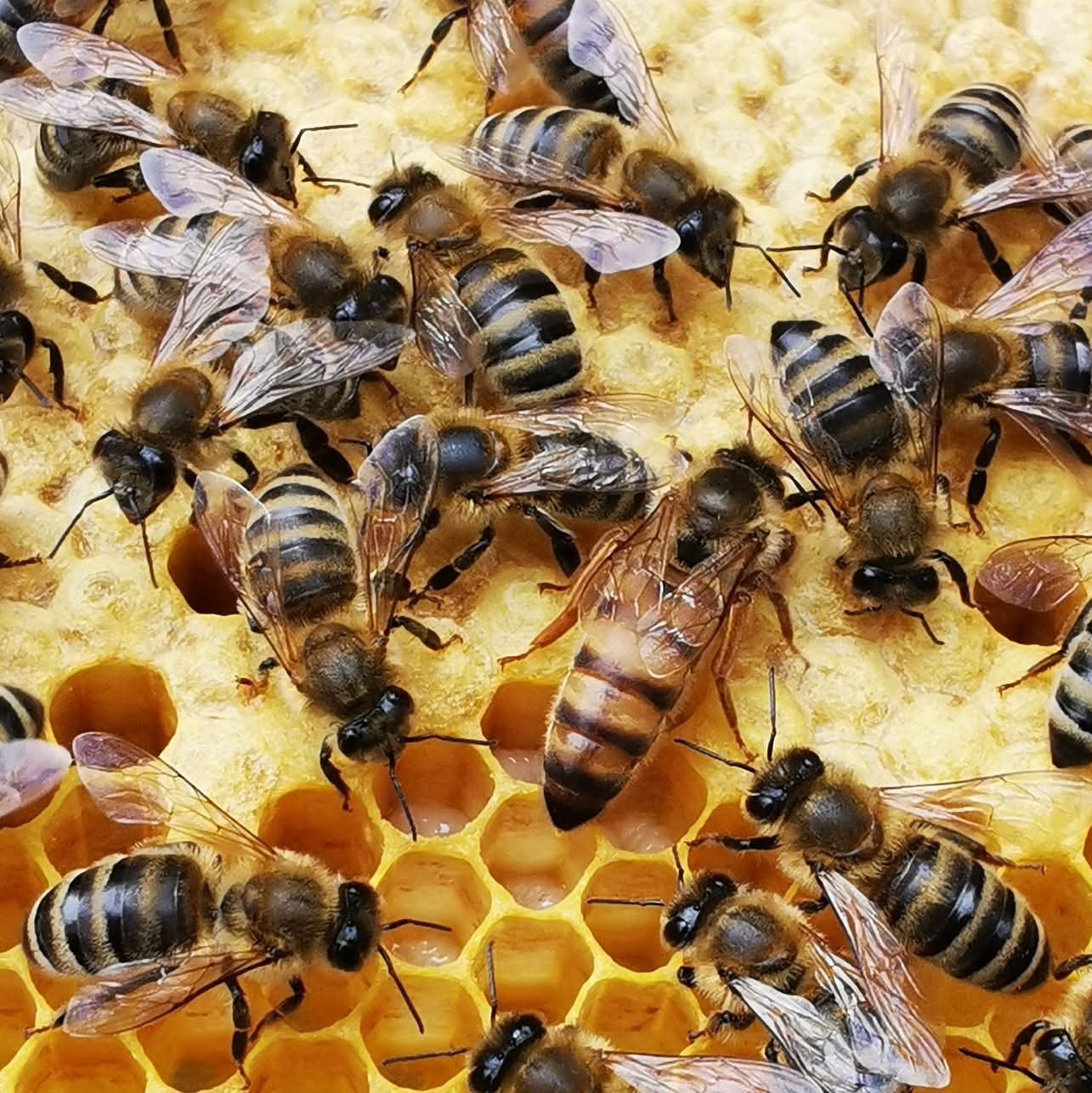 Bienenkönigin 2026 – Vorbestellung